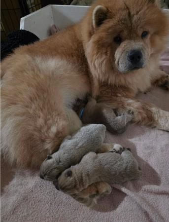 Chow Chow puppy for sale by MOONACRECHOWS