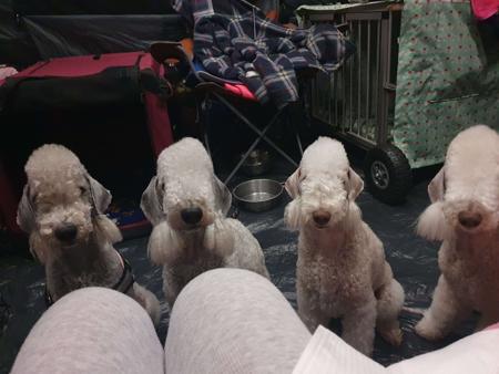 Bedlington Terrier for sale by NATJOYNE