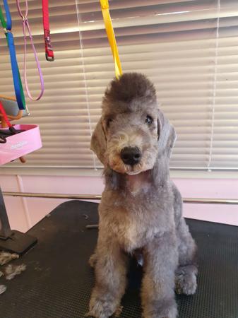 Bedlington Terrier for sale by NATJOYNE