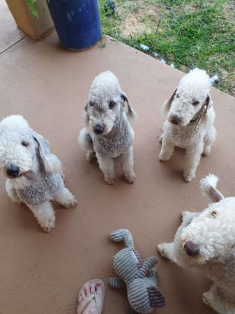 Bedlington Terrier for sale by NATJOYNE