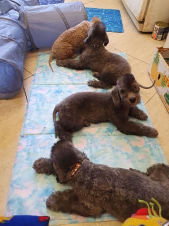 Bedlington Terrier for sale by NATJOYNE