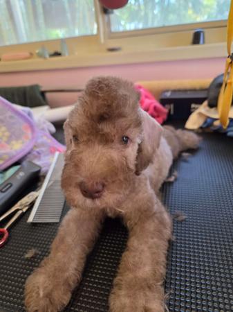 Bedlington Terrier puppy for sale by NATJOYNE
