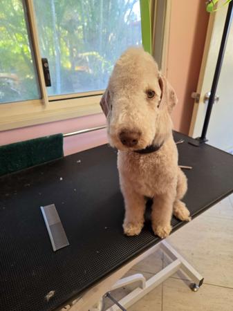 Bedlington Terrier puppy for sale by NATJOYNE