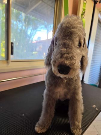 Bedlington Terrier puppy for sale by NATJOYNE