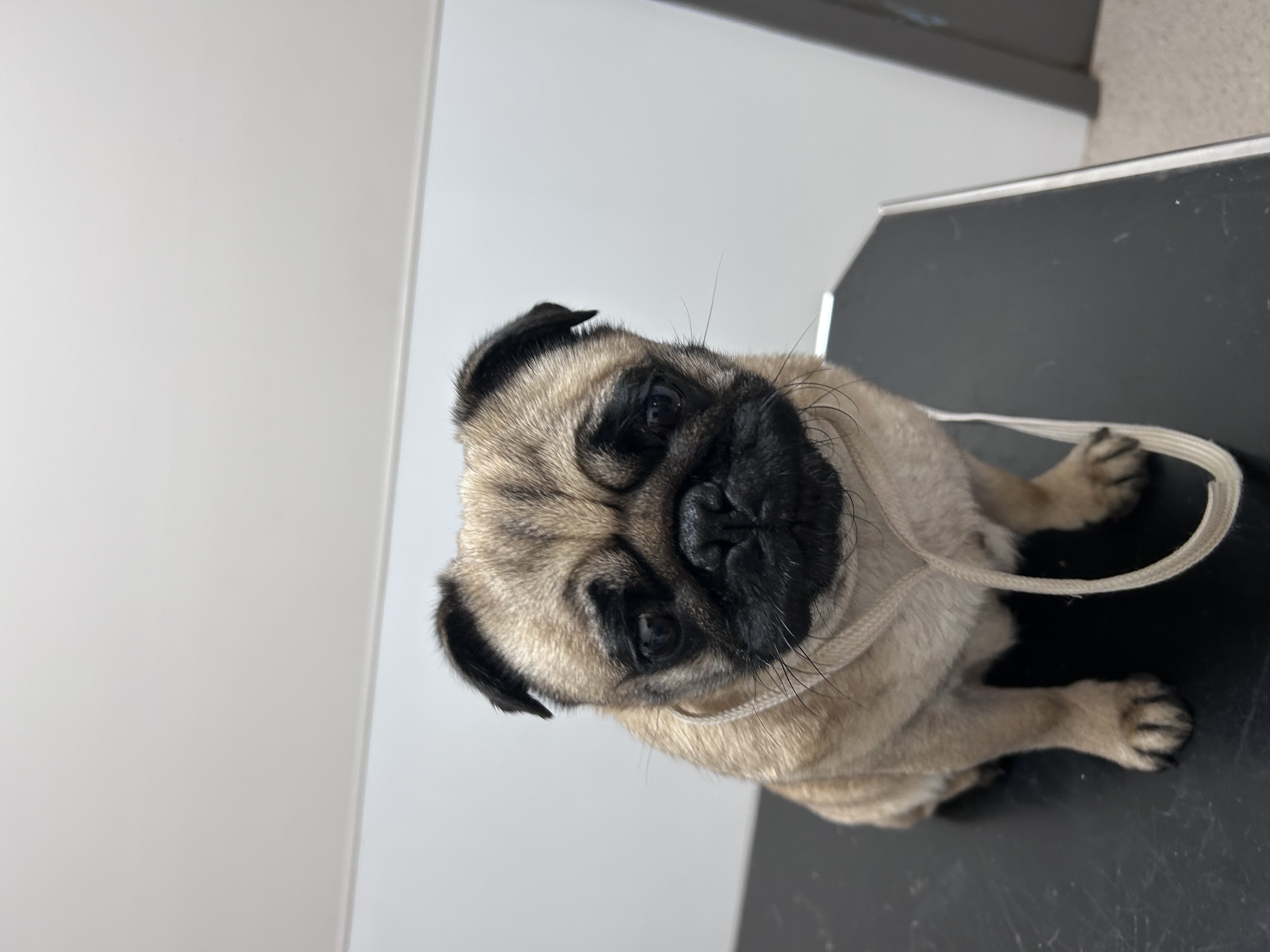 Pug dog for sale by SUARTPUGS