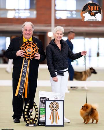 Pomeranian for sale by CHERRO