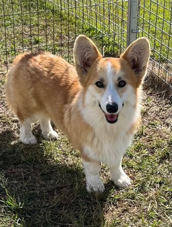 Welsh Corgi (Pembroke) puppy for sale by IZALABS