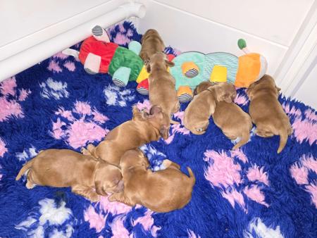 Cocker Spaniel puppy for sale by SHELLIEGALPIN