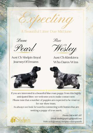 Cocker Spaniel puppy for sale by SHELLIEGALPIN