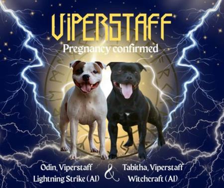 Staffordshire Bull Terrier puppy for sale by VIPERSTAFF