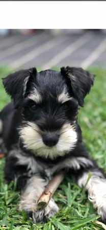 Schnauzer (Miniature) for sale by ALPWIESE
