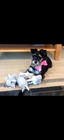 Schnauzer (Miniature) for sale by ALPWIESE