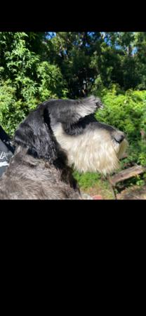 Schnauzer (Miniature) for sale by ALPWIESE