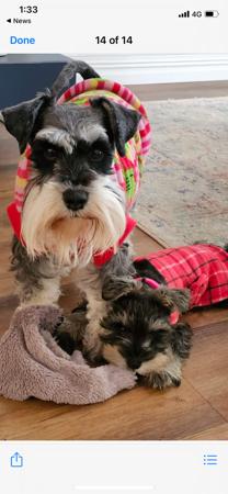 Schnauzer (Miniature) for sale by ALPWIESE