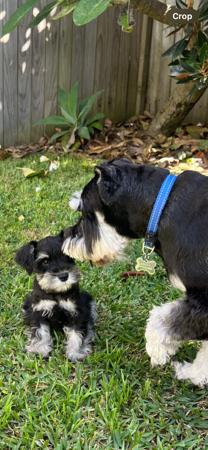 Schnauzer (Miniature) for sale by ALPWIESE