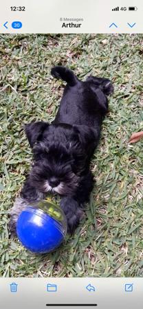 Schnauzer (Miniature) for sale by ALPWIESE