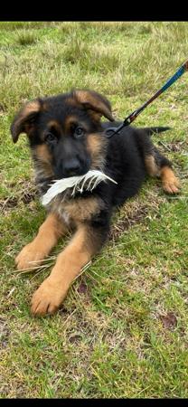 German Shepherd Dog puppy for sale by ALPWEISE