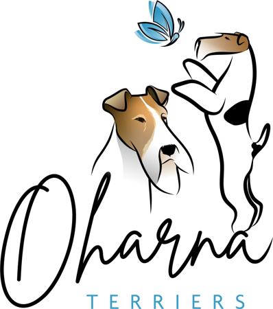 Fox Terrier (Wire) for sale by ALICIABUNCH