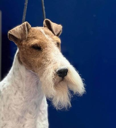 Fox Terrier (Wire) for sale by OHARNA