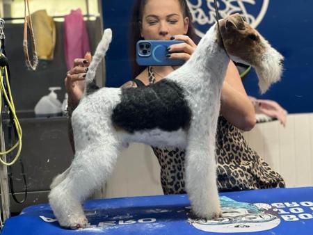 Fox Terrier (Wire) for sale by OHARNA