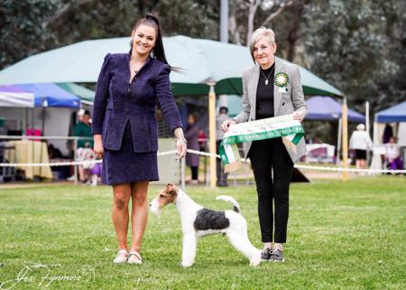 Fox Terrier (Wire) for sale by OHARNA