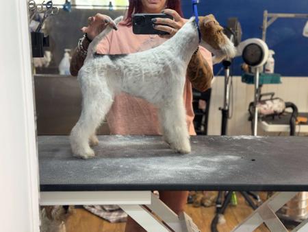 Fox Terrier (Wire) for sale by OHARNA