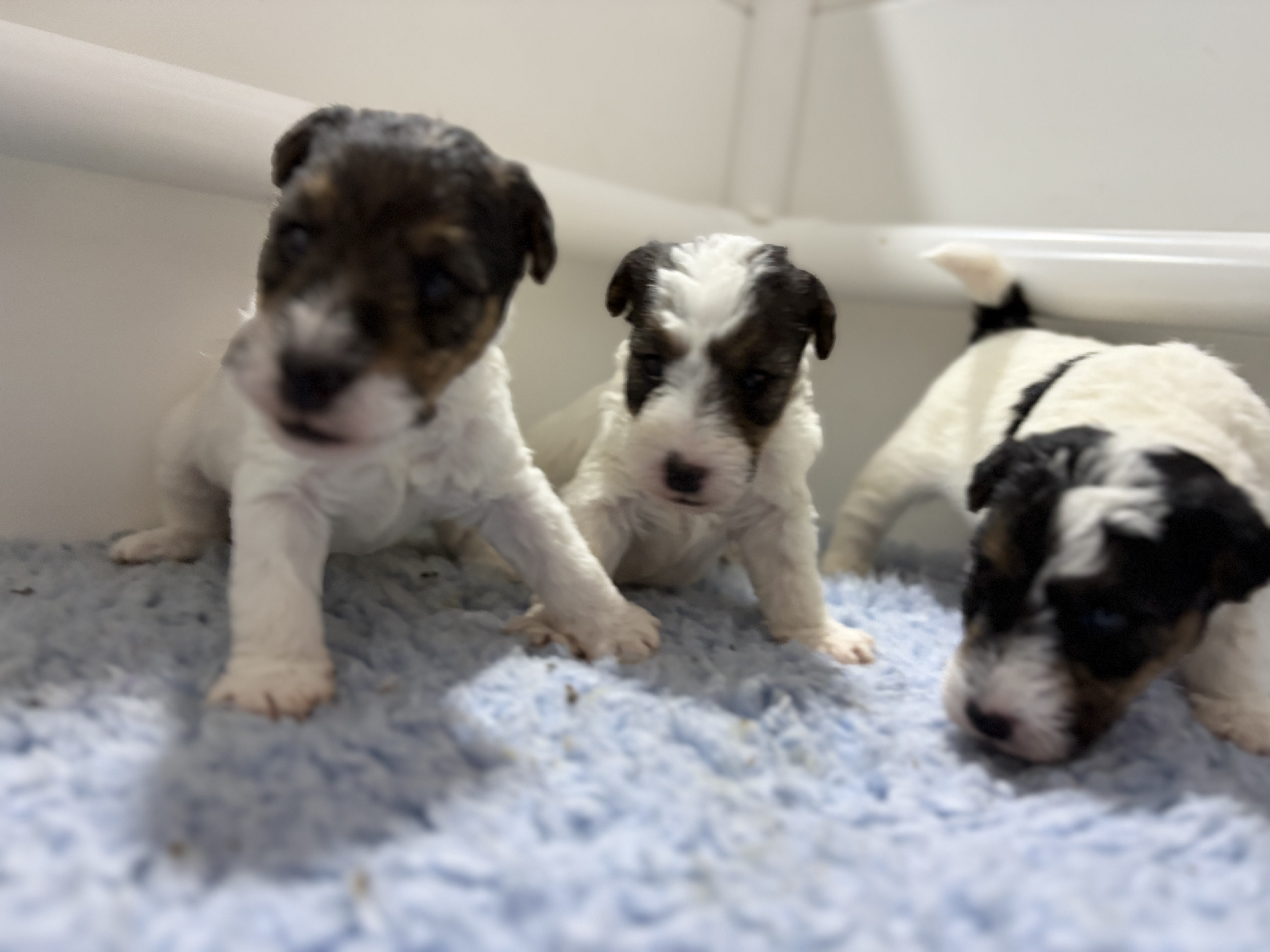 Fox Terrier (Wire) puppy for sale by ALICIABUNCH