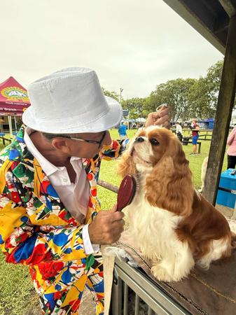 Cavalier King Charles Spaniel for sale by SYON