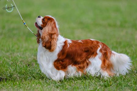 Cavalier King Charles Spaniel for sale by SYON