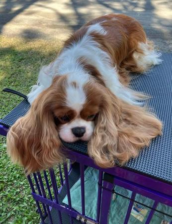 Cavalier King Charles Spaniel for sale by SYON