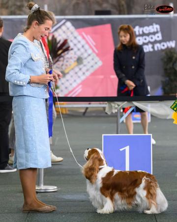 Cavalier King Charles Spaniel for sale by SYON