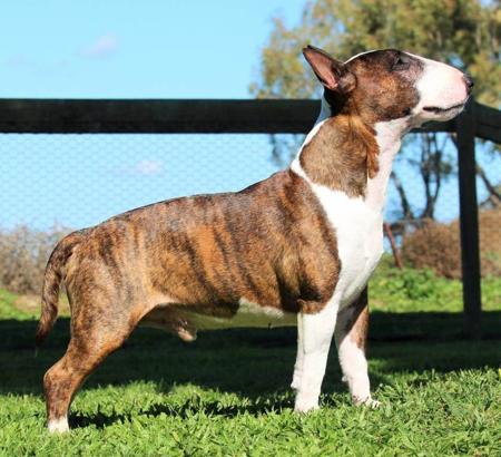 Bull Terrier (Miniature) for sale by DEVILRY