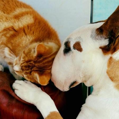 Bull Terrier (Miniature) for sale by DEVILRY