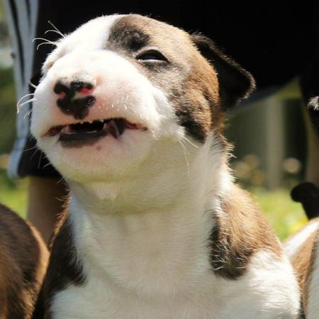 Bull Terrier (Miniature) for sale by DEVILRY