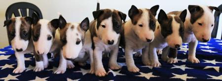 Bull Terrier (Miniature) for sale by DEVILRY