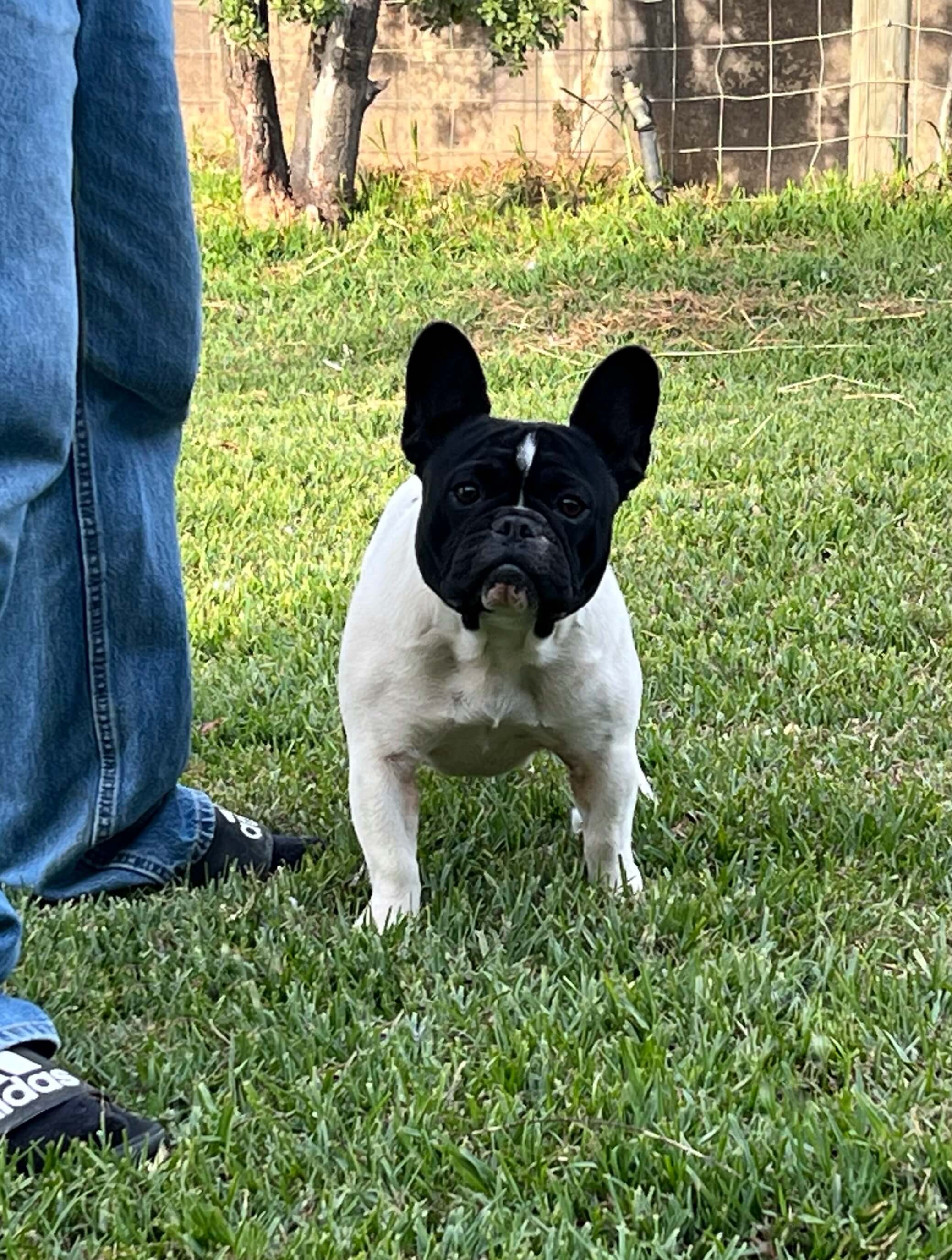 Chezfrench Panda French Bulldog Owned by G Kelley