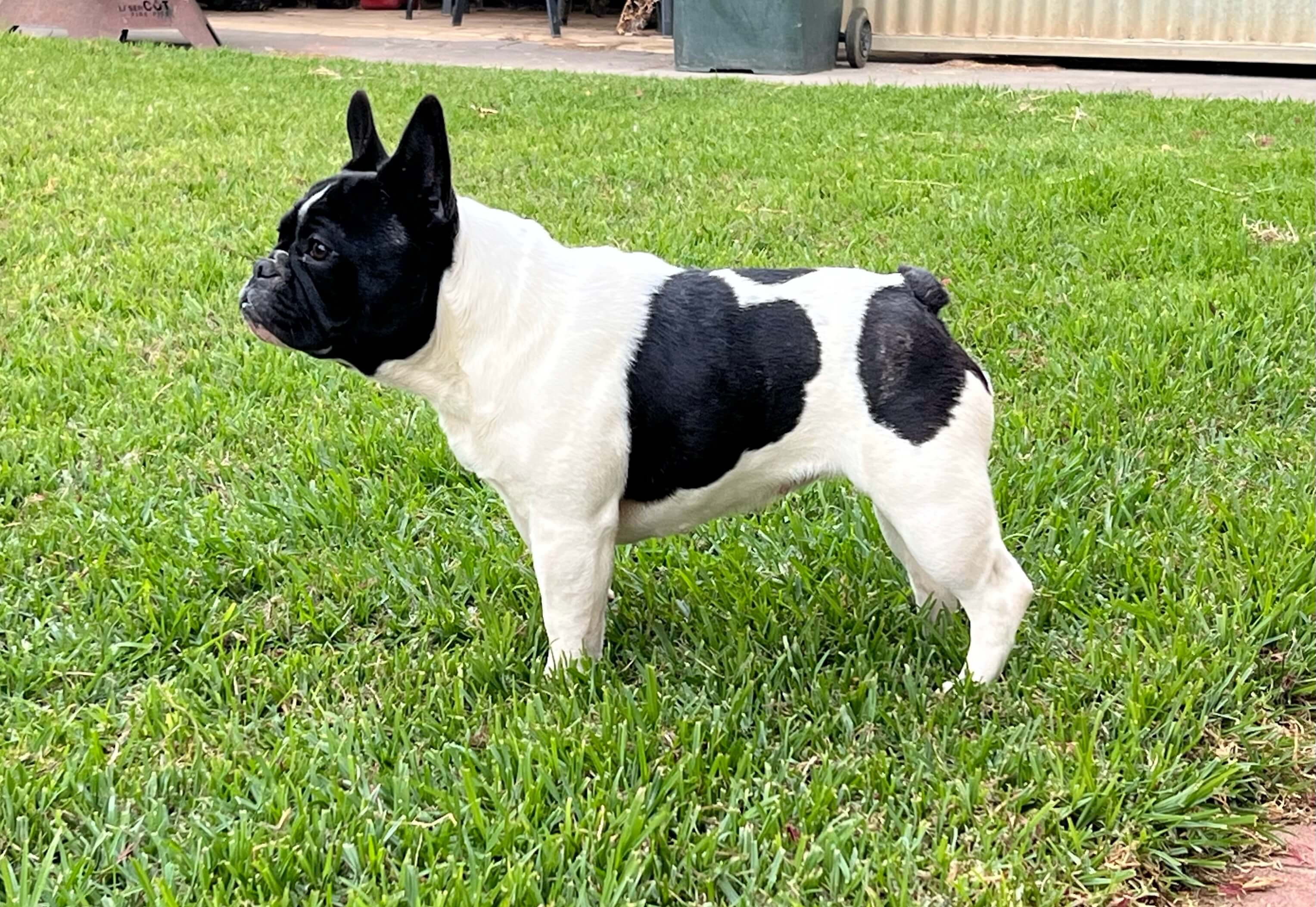Chezfrench Panda French Bulldog Owned by G Kelley