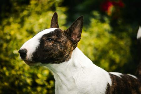 Bull Terrier (Miniature) for sale by ROMANOSE