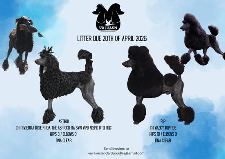 Poodle (Standard) puppy for sale by MOCKFOXSPOOS