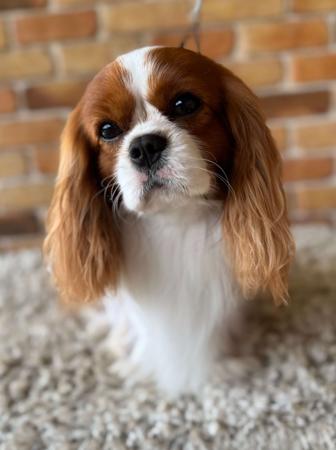 Cavalier King Charles Spaniel puppy for sale by MAZITICAV