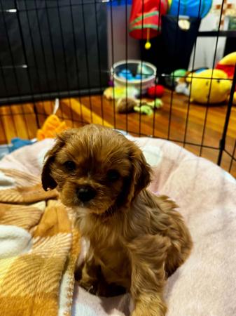 Cavalier King Charles Spaniel puppy for sale by MAZITICAV
