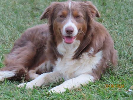 Border Collie puppy for sale by OZZIEDUST