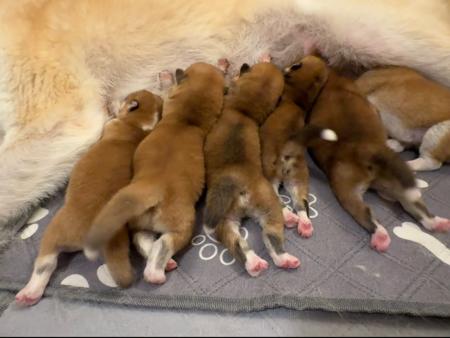 Akita (Japanese) puppy for sale by AKINOKAZE