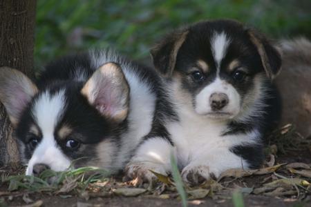 Welsh Corgi (Pembroke) for sale by CANAILLE