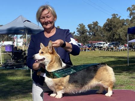 Welsh Corgi (Pembroke) for sale by CANAILLE