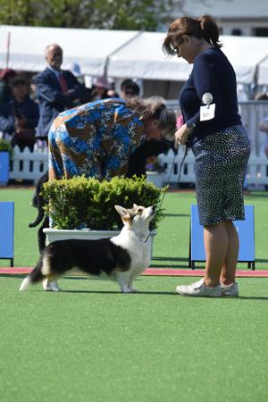 Welsh Corgi (Pembroke) for sale by CANAILLE