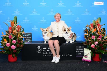 Welsh Corgi (Pembroke) for sale by CANAILLE