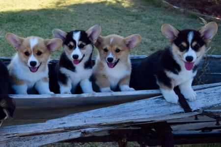 Welsh Corgi (Pembroke) puppy for sale by CANAILLE