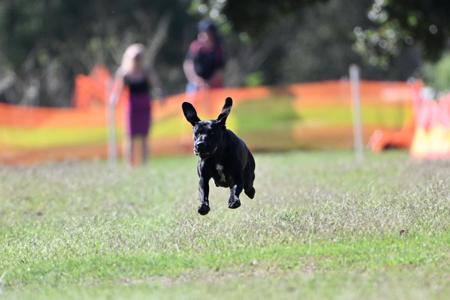 German Shorthaired Pointer for sale by HUNTSURE