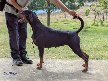 Dobermann puppy for sale by REDSHIFTDOBES